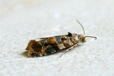 Lobesia botrana
