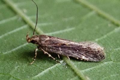 Aroga velocella