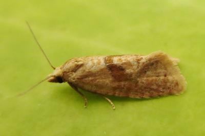 Phalonidia affinitana