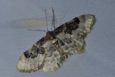 Idaea rusticata
