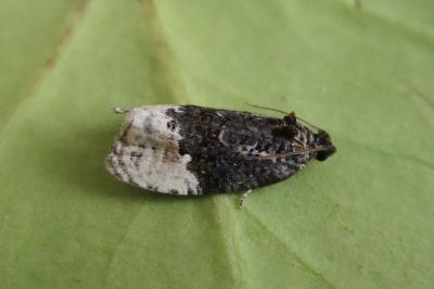 Apotomis betuletana