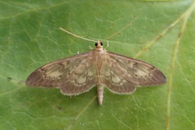 Anania lancealis