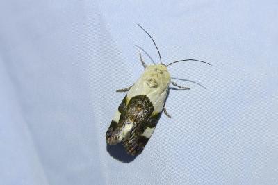Acontia lucida
