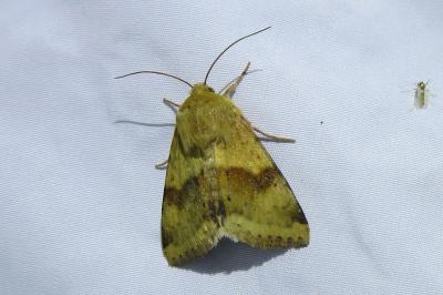 Heliothis viriplaca