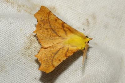 Ennomos alniaria