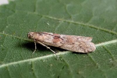 Ancylosis oblitella