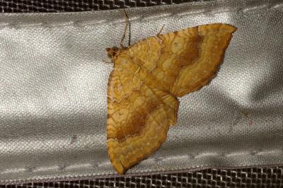 Camptogramma bilineata