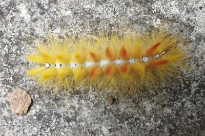 Acronicta aceris