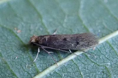 Tinea pellionella