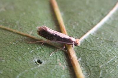 Monopis crocicapitella