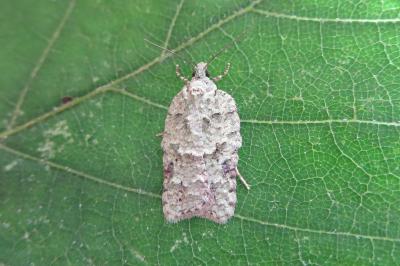 Acleris literana
