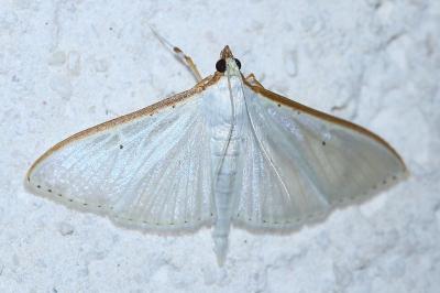 Palpita vitrealis
