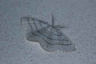 Cabera pusaria