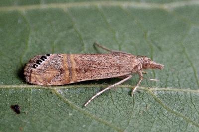 Euchromius ocellea