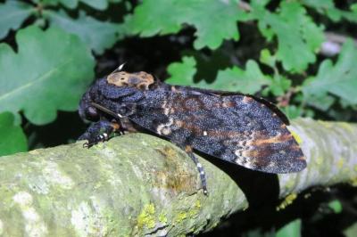 Acherontia atropos