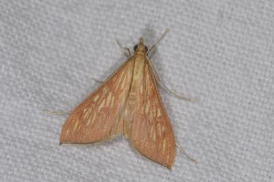 Antigastra catalaunalis