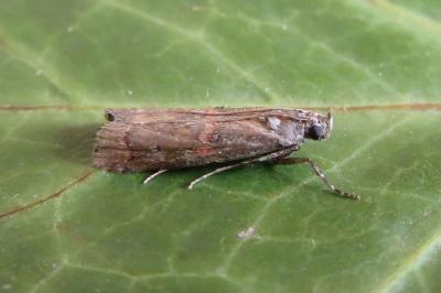 Pempelia palumbella
