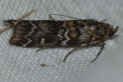 Dioryctria abietella