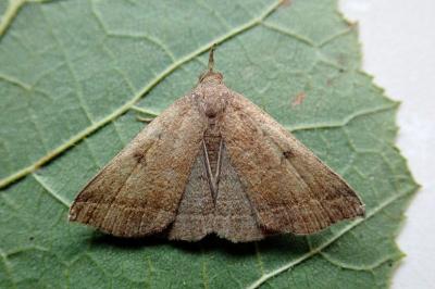 Polypogon plumigeralis