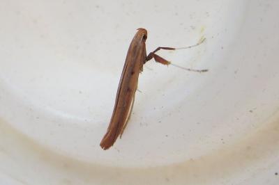 Caloptilia elongella