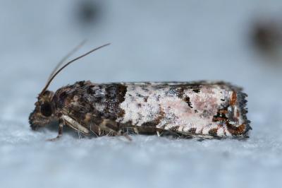 Notocelia incarnatana