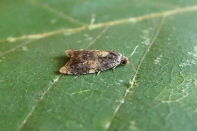Spatalistis bifasciana