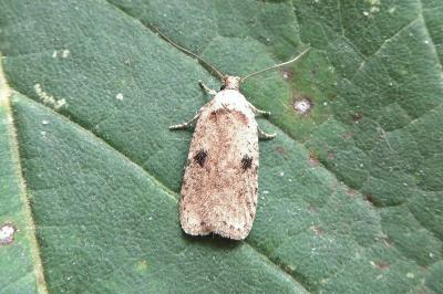 Agonopterix propinquella