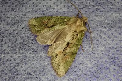 Dryobotodes eremita