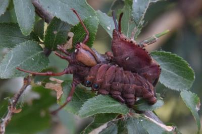 Stauropus fagi