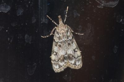 Eudonia lacustrata