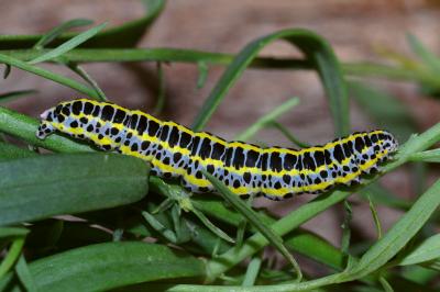 Calophasia lunula