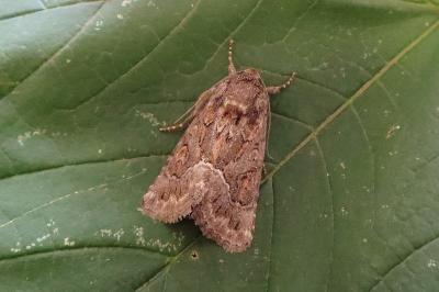 Thalpophila matura