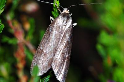 Pachycnemia hippocastanaria