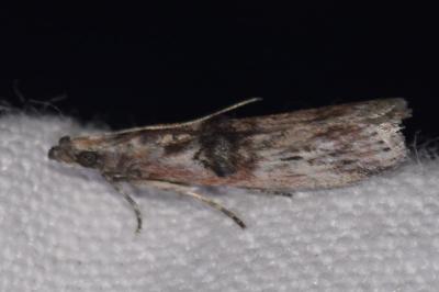 Nephopterix angustella