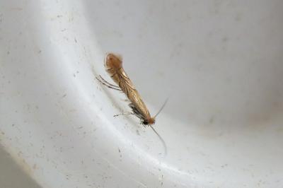 Phyllonorycter messaniella