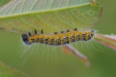 Phalera bucephala