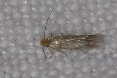 Bucculatrix cristatella