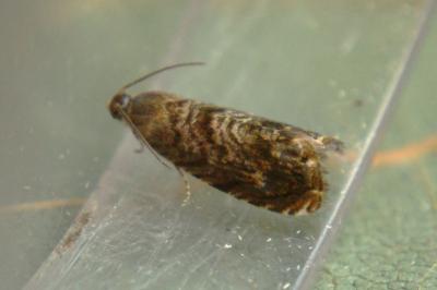Grapholita janthinana