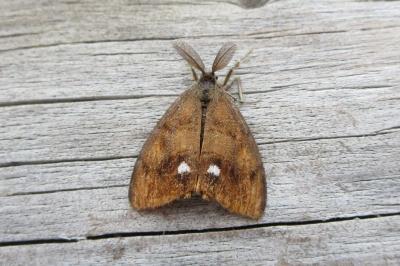 Orgyia antiqua