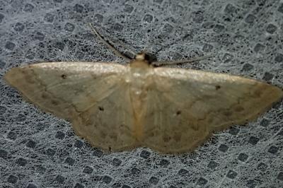 Idaea biselata