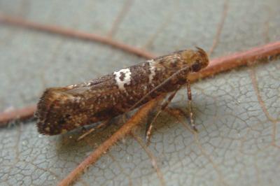 Acrolepiopsis assectella