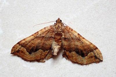 Pelurga comitata