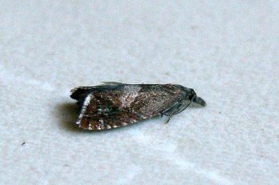 Dichrorampha acuminatana