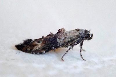 Epermenia chaerophyllella