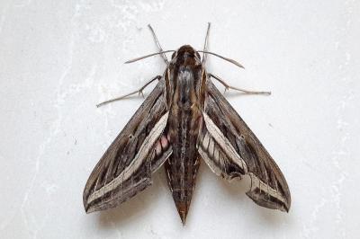 Hippotion celerio