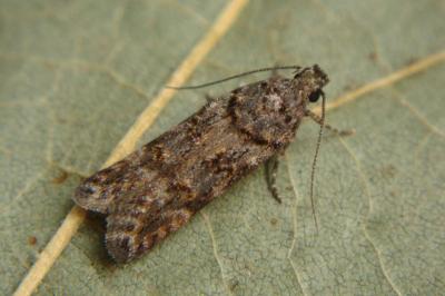 Teleiopsis diffinis