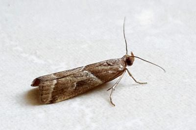 Nyctegretis lineana