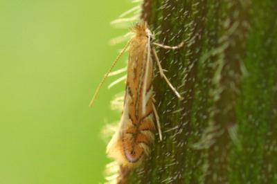 Phyllonorycter quercifoliella