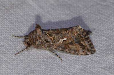 Trichoplusia ni