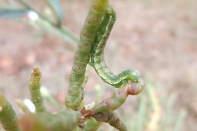 Heliothis maritima